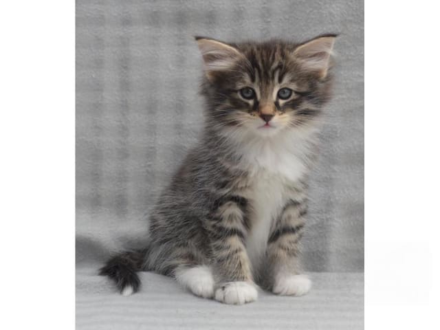 Norsk skogkatt · Falun · S*Ayamara's Norska skogkatter