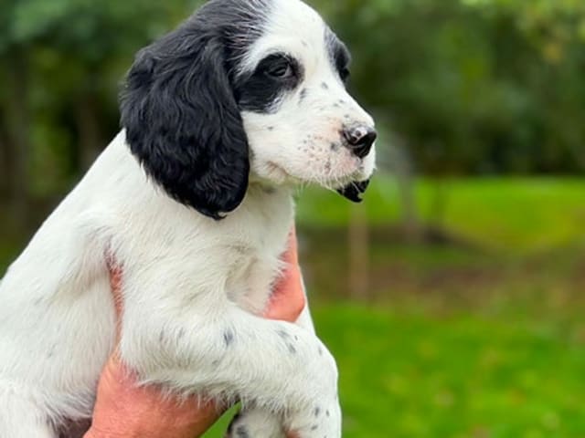 Engelsk setter