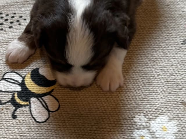 Miniature American Shepherd · Beitstad · Rita Iren Dalberg