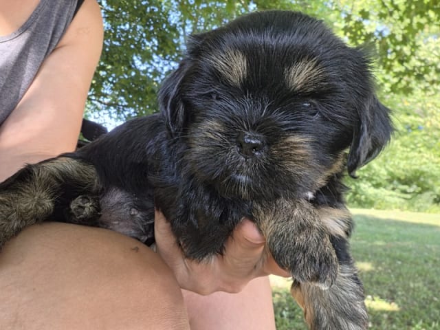 Lhasa Apso