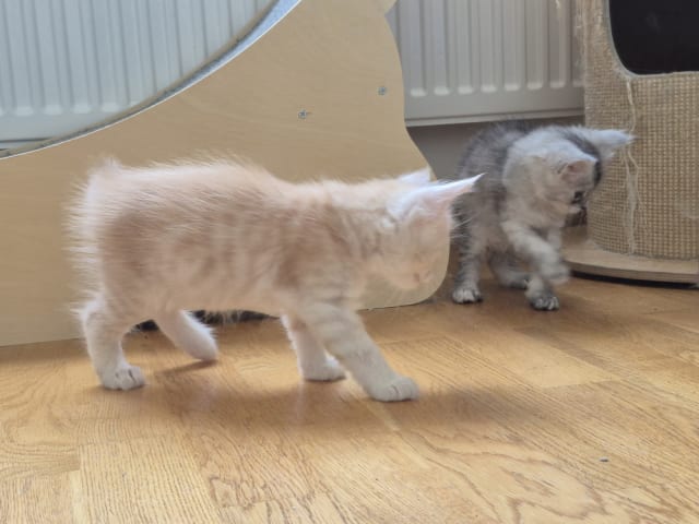 Maine Coon · Västra Frölunda · Dagdrivarn