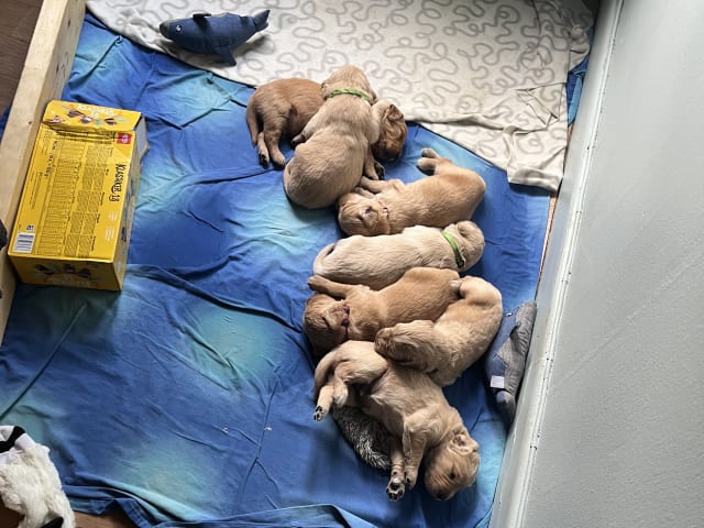 Golden Retriever · Bengtsfors · Sjöviksgårdens Golden Joy