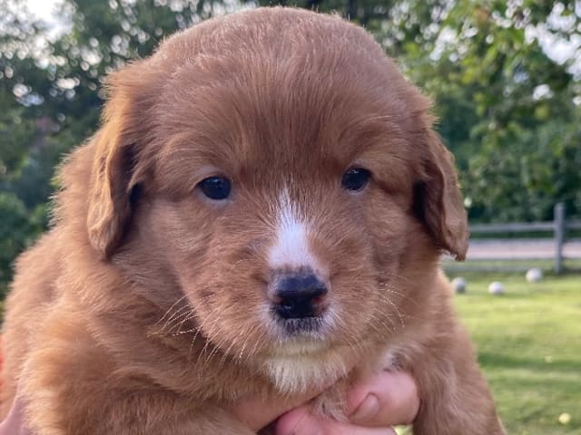 Nova scotia duck tolling retriever · Oskarshamn · Wassaya's
