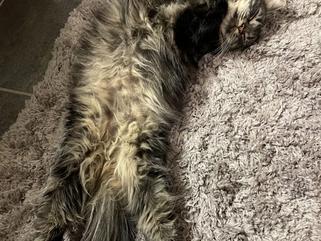 Norwegian Forest