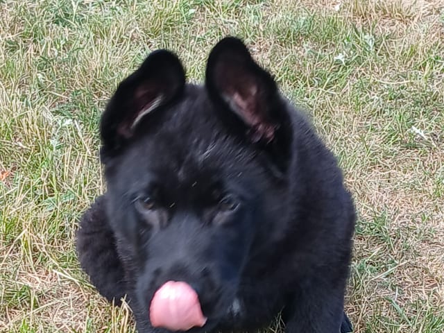 Schäferhund · Listerby · Kennel Snibor Anzi