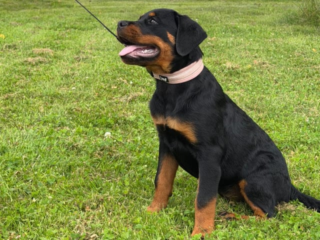 Rottweiler · Lödöse · Kennel Lexander's