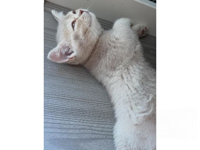 British Shorthair · Färjestaden · SE*Forsberg's