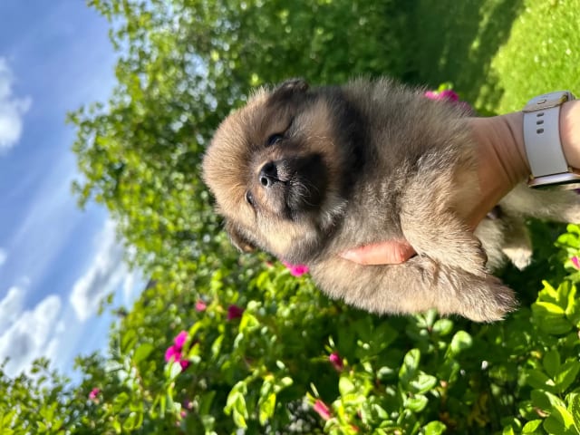 German Spitz – Kleinspitz