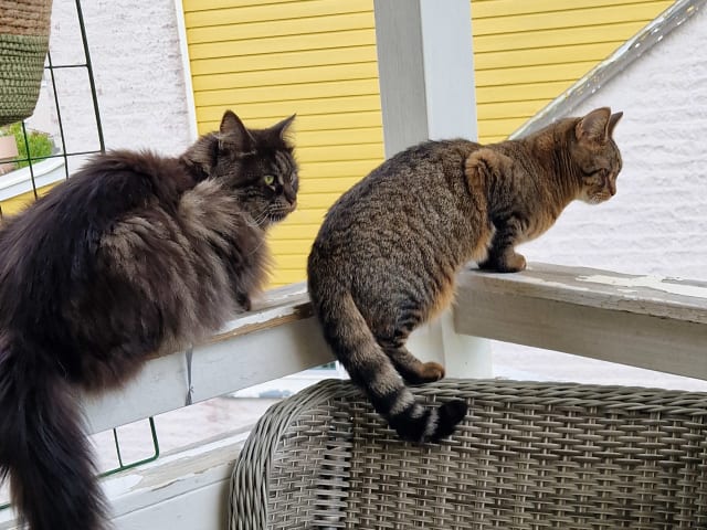 Maine Coon · Vallentuna · Ulrika D.