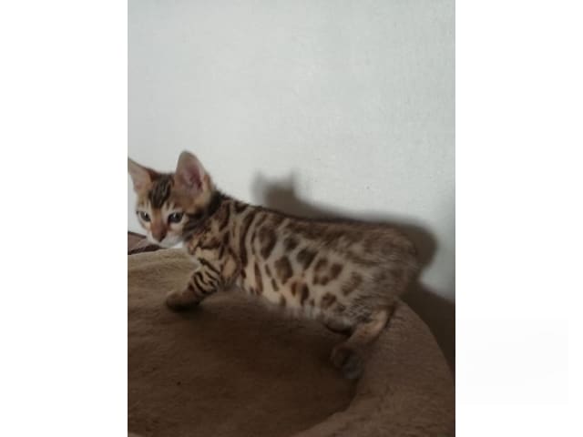 Bengal · Sollebrunn · SE*Tissan's