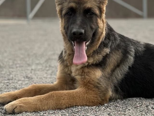 German Shepherd Dog