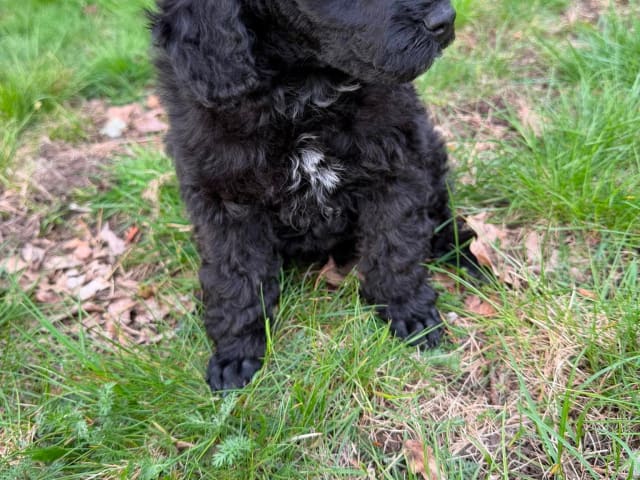 Medium Poodle