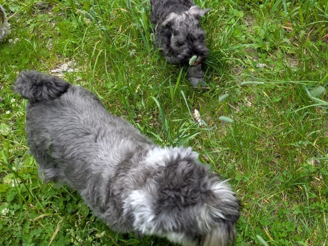 Miniature Schnauzer · Oslo · Anne Kristin Wichstrøm