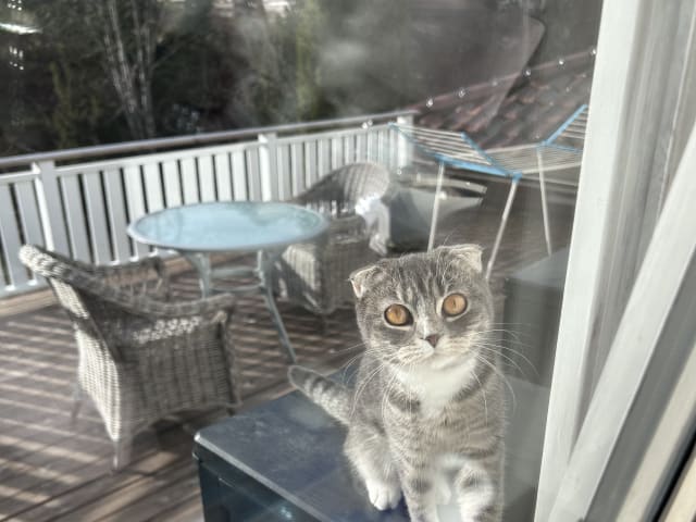 Scottish Fold
