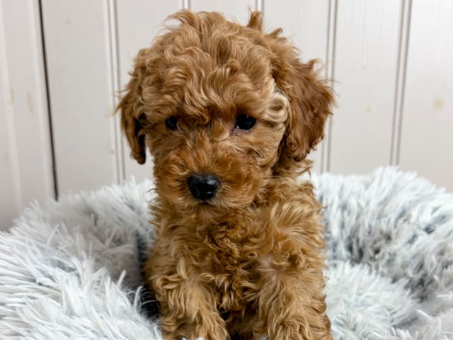 Miniature Poodle