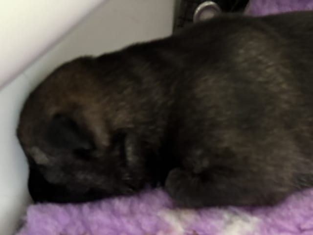 German Shepherd Dog · Bjerringbro · Team Buddi