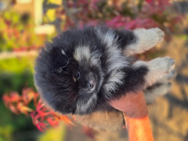 Pomeranian · Flekkerøy · Tiny DreamStar