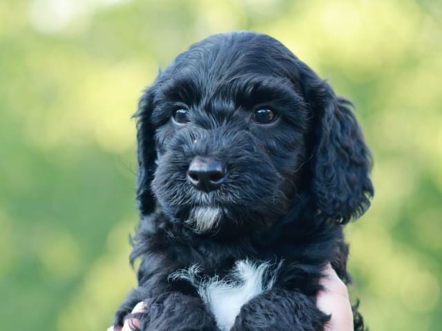 Bernedoodle