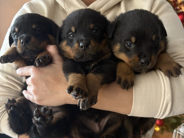 Rottweiler