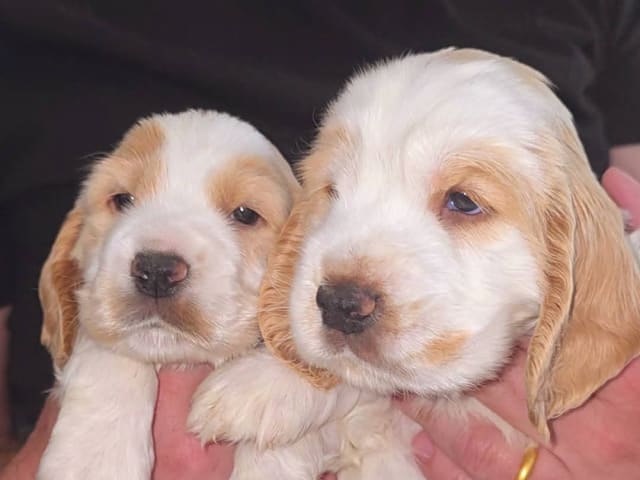 Cocker Spaniel · Södertälje · Savanah B.