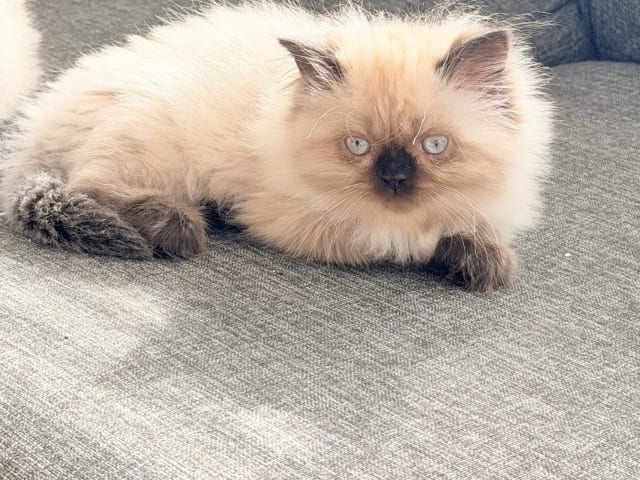Ragdoll · Varberg · Abdulelah A.