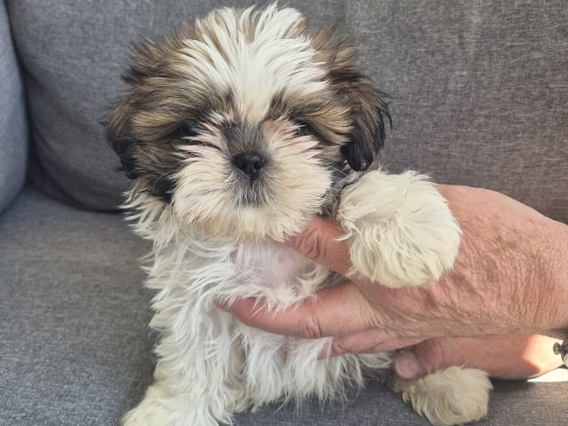 Shih Tzu