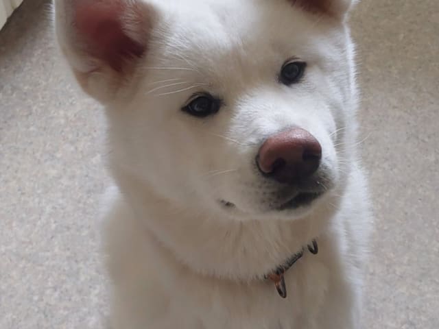 Akita inu · Dorotea · Krayon's kennel