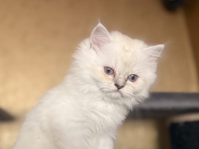 British Longhair