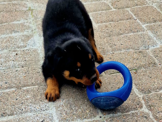 Rottweiler · Klippan · Manfield Farm