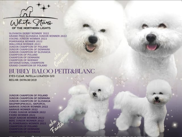 Bichon frisé
