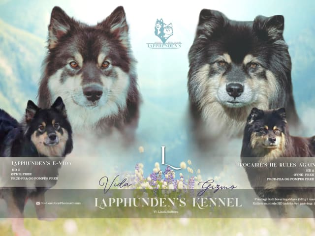 Finsk lapphund · Fauske · Linda Selfors