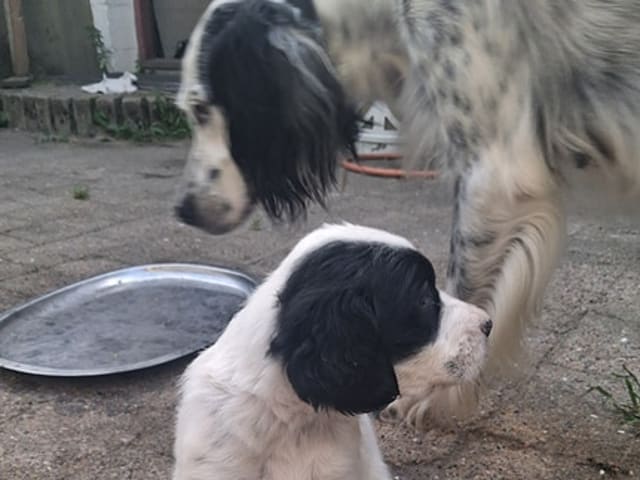 Engelsk setter