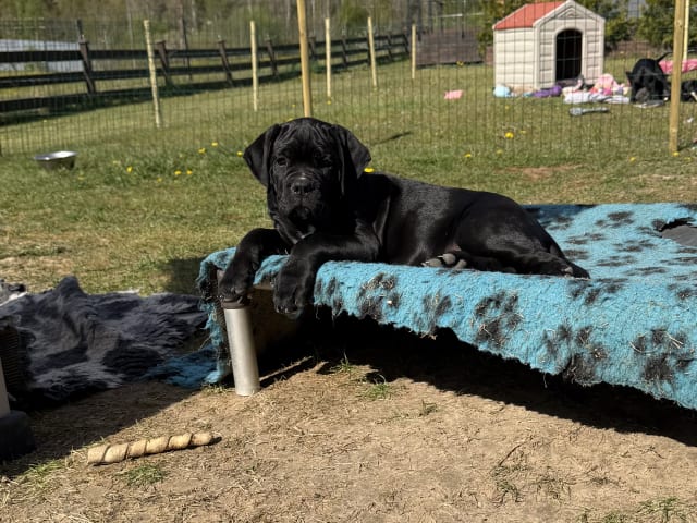 Cane Corso