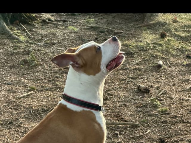 American Staffordshire Terrier · Perstorp · Annicanina's