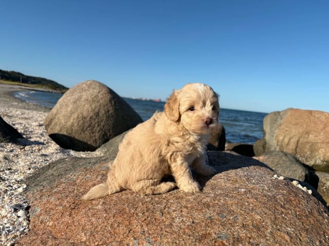 Maltipoo · Kirkholt · Ellinor C.