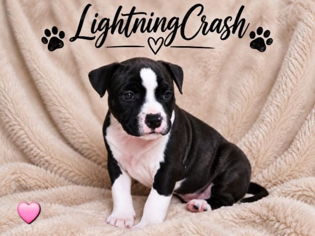 American staffordshire terrier · Härryda · Beatrice Svensson