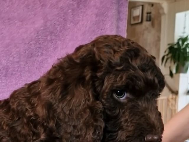 Spanish Water Dog (Perro de Agua Espanol)