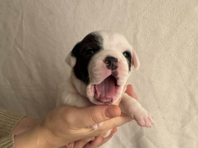 Staffordshire bull terrier