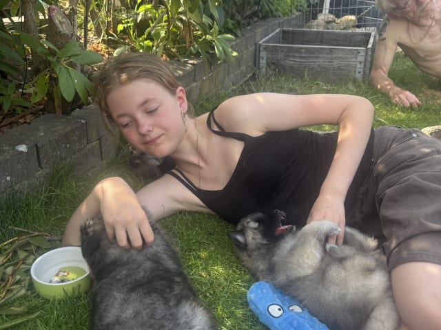Keeshond