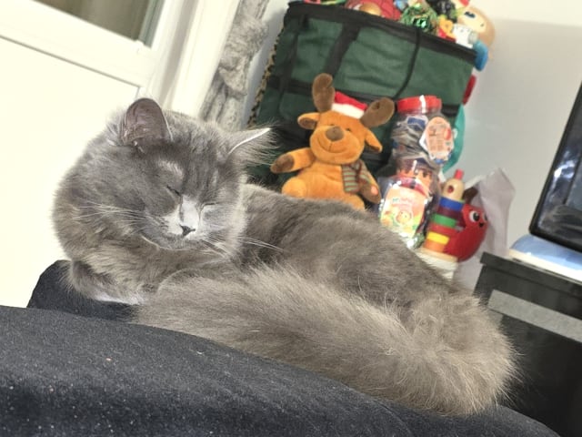 Maine Coon · Saltsjöbaden · Rawa S.