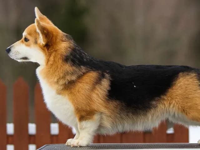 Welsh corgi pembroke · Ramnes · Milkcreek