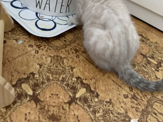 Bengal