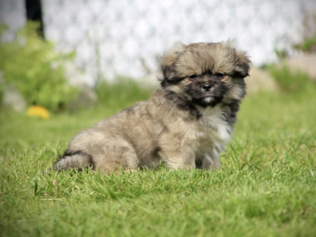 Tibetan Spaniel