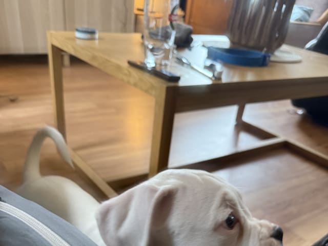 Boxer