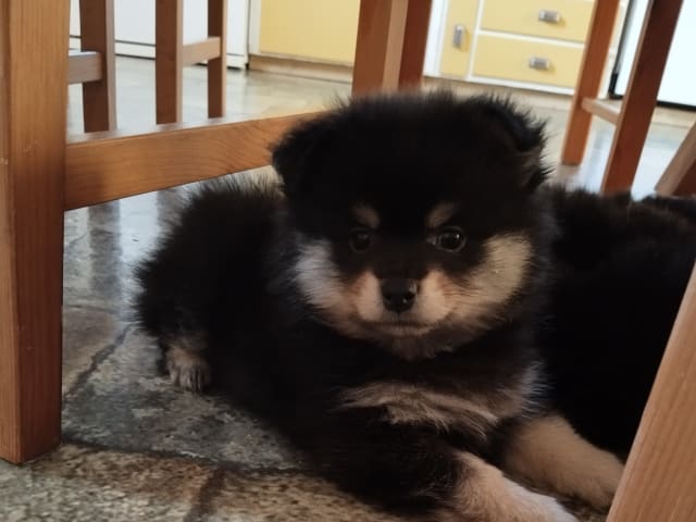 German Spitz – Mittelspitz