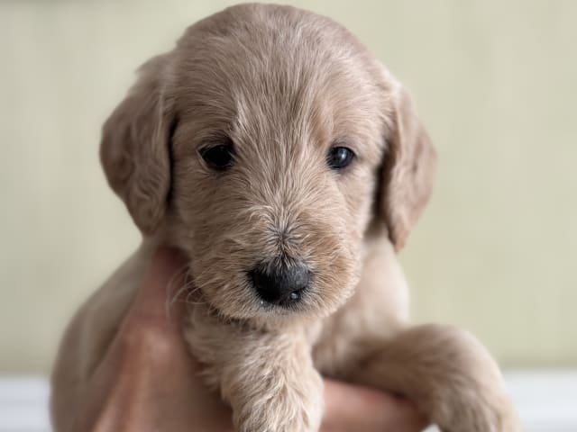 Labradoodle