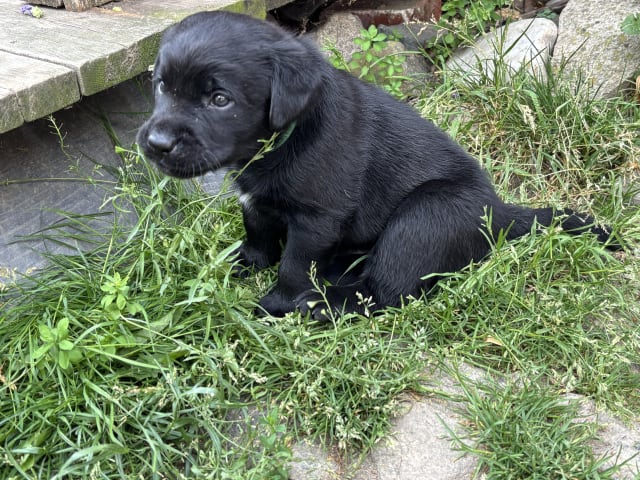 Labrador retriever · Lövestad · Sheep Trix