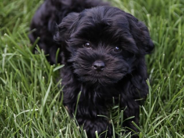 Havanese