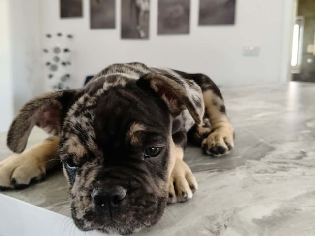 Fransk bulldogg · Lilla Edet · Suzana K.
