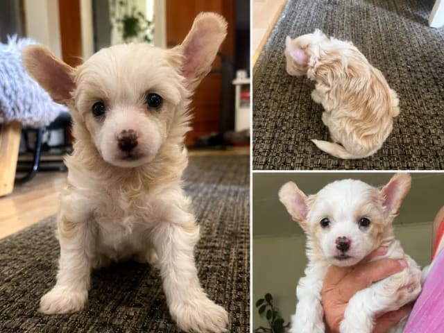 Chinese Crested Dog